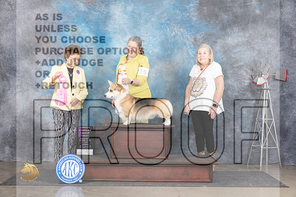 Pembroke Welsh Corgi #15 OHG1 Judge Pat Trotter__JP_5098_Amarillo_2024_HR3