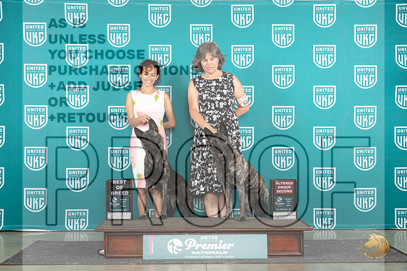 Dutch Shepherds #500 AG2 #193 BOB Judge Stan Matsumoto__JP_1875_Premier_2024_HR3