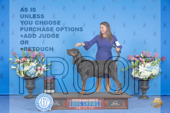 Black and Tan Coonhound #8 THUR BOB BOBOH Judge Debbie Freeman__JP_8533_Houston_2024_HR3