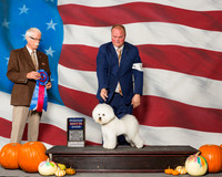 Bichons Frises #5 Sat R BiS Mathog Robert Deena R Wolfe L Bettis E Cha Judge Mr Robert R Frost