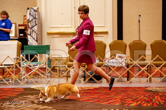 _JJ_8774-HstnCorgiFeb2015-HR3