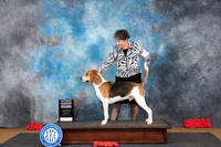 Harrier #5 Sat G4 Judge Pat Trotter