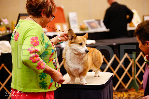 _JJ_9357-HstnCorgiFeb2015-HR3