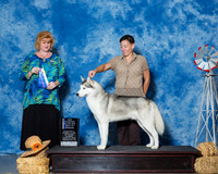 Siberian Huskies #17 Sun BOW Maj NC Wells Shawna Tyler Wells James Lerby Judge Ms Betty Nelson Pollock