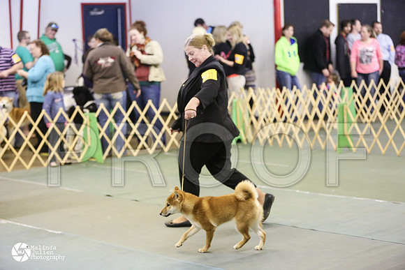 shiba-9258-DntnMar14-HR3