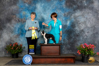 Boston Terrier #11 Fri G3 Christie Martinez