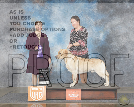 Labrador Retriever #262 Fri Show 1 NCH BOB Judge Patricia TillLabrador Retriever #262 Fri Show 1 NCH BOB Judge Patricia Till_WP_7412e-UKC Midwest Classic Richmond IN 2025-HR3