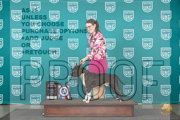 American Pit Bull Terrier #103 Wed BJ Judge Cindy Sanders__JP_0273_Premier_2024_HR3