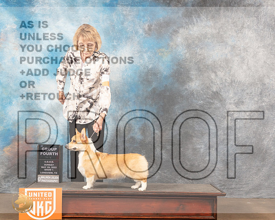Pembroke Welsh Corgi #117 Sun1 G4 Judge Matthew ProctorMMJ_5876_Lngvw2022HR3