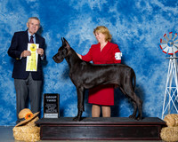 Great Danes #10 Sun G3 Sherrell Tammy Karen Sack Judge Mr Terry Stacy