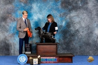 English Cocker Spaniel #19 WED B4to6P Judge Douglas Johnson