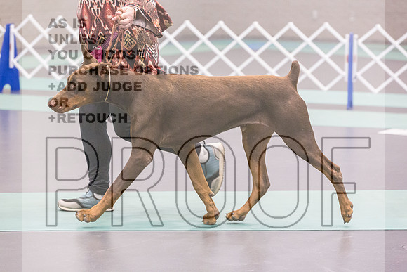 Doberman Ring Fri Ring 1_JJL_4946_UKCLNGVIEWOCT2024_2024_HR3