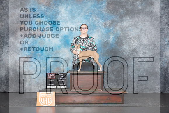 Italian Greyhound # Sat G2 BOW Judge Nancy Gallant__JP_1227_UKCLNGVIEWOCT2024_2024_HR3
