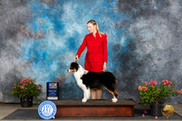 Australian Shepherd #34 Sun WBBOWM Judge Wendy G Willhauck