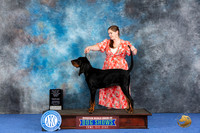 Black and Tan Coonhound #12 WED WB BOP M Judge Barbara Scherer