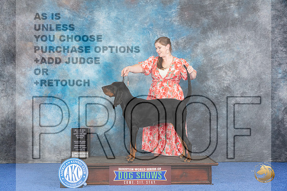 Black and Tan Coonhound #12 WED WB BOP M Judge Barbara Scherer__JP_6939_Houston_2024_HR3