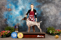German Shorthaired Pointer #19 Sat WD Judge Donna O'Connell