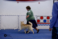 9-12 Puppy Bitch Sat Ring