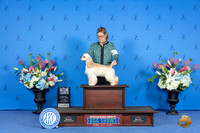Cocker Spaniel Ascob #7 SAT BOW M Judge Ronald Freeman