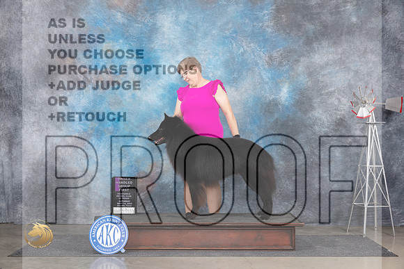 Belgian Sheepdog #5 Fri OHG1 Judge Denise Dean r__JP_5843_Amarillo_2024_HR3