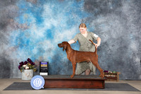 Redbone Coonhound #5 Sat BOB Judge Eric Liebes