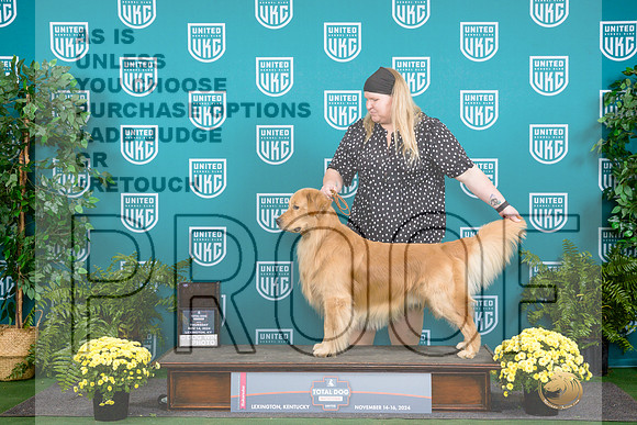 Golden Retriever #162 Thurs Q__JP_2701_UKCTDI2024_HR3