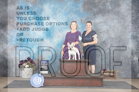 French Bulldog #21 Sat BOW Judge Sulie Greendale-Paveza__JP_6972_Belton_2024_HR3