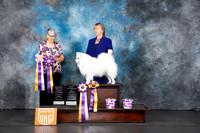 American Eskimo #121 ABIS RBIS Judge Lila Fast