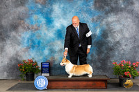Pembroke Welsh Corgi #14 Sat G1 Judge Polly (Mrs Robert) D Smith