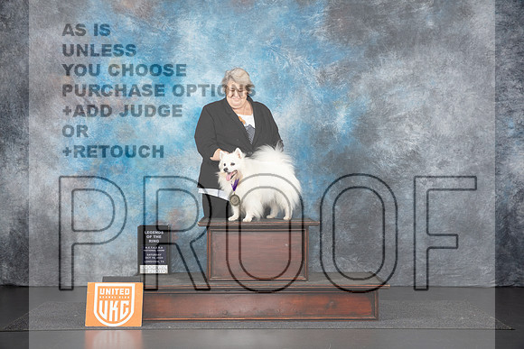 American Eskimo #Pistol LOTR__JP_1320_UKCLNGVIEWOCT2024_2024_HR3