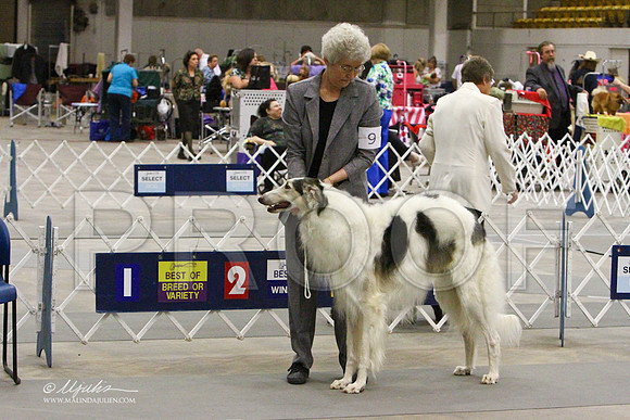 Borzoi-2371LR