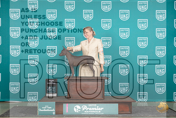 American Hairless Terrier #883 Thur AOE Judge Traci Karsjens__JP_1172_Premier_2024_HR3