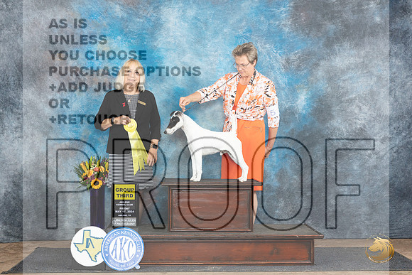 Smooth Fox Terrier #5 Fri G3 Judge Edy Dykstra-Blum__JP_9544_Abilene_2024_HR3