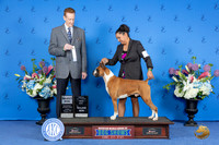 Boxer #25 SUN SD M Judge Ronald Freeman