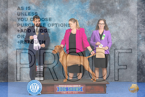 Vizsla #21 Wed BOSweeps Judge Joao Machado__JP_7420_Houston_2024_HR3