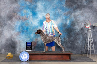 German Shorthaired Pointer #8 Sat G1 Judge Ann Roth