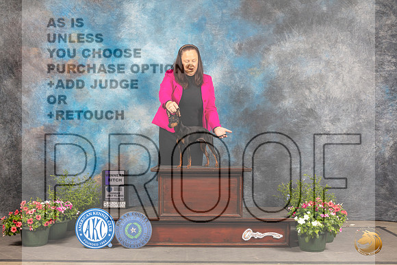 Toy Manchester Terrier #5 Sun WDBOWBOSOHBOB Judge Cindy Lane_MJ_0744_SA_2022_HR3