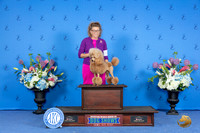 Poodle Miniature #12 SUN OHG2 Judge James Moses