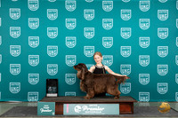 Field Spaniel #758 Thurs JrF Judge Diane Price