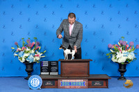 Toy Fox Terrier #12 SAT WB Judge Sandra Lex
