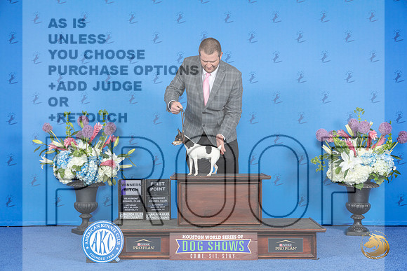 Toy Fox Terrier #12 SAT WB Judge Sandra Lex__JP_9683_Houston_2024_HR3