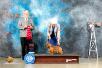 Norwich Terrier #5 Fri G2 Judge Alfred Ferruggiaro