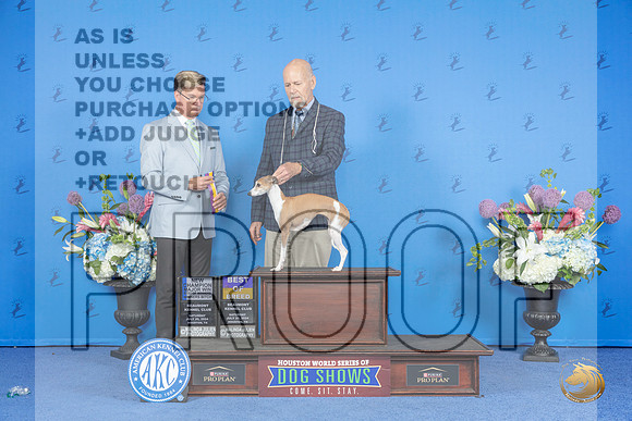 Italian Greyhound #16 SAY WB BOW BOB NC M Judge Douglas Johnson__JP_0017_Houston_2024_HR3