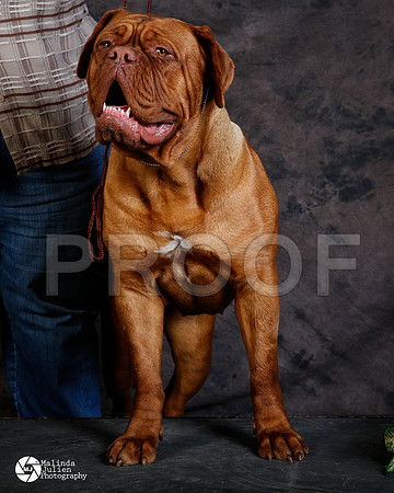 DOGU-4646-FWMar14-HR