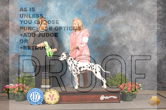 Dalmatian #10 Thur OHG2 Judge Cindy Lane_MJ_0004_SA_2022_HR3