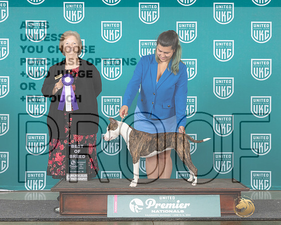American PIt Bull Terrier #336 Sat BOB Judge Carianna Glenn_JP_2024e_Premier_2024-HR3