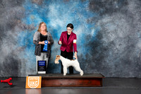 Wire Fox Terrier #136 Fri G1 Judge Tracey Kallas