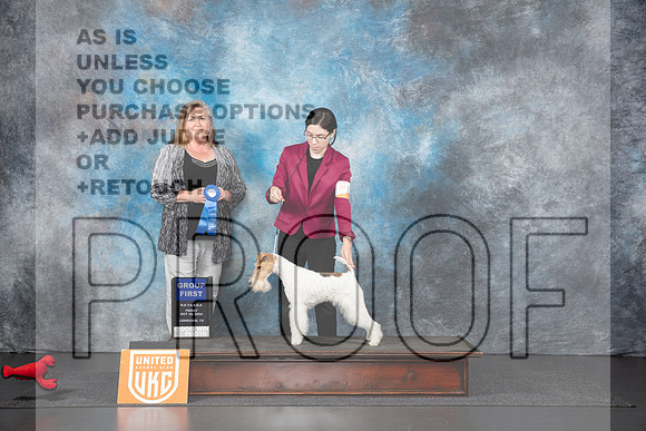 Wire Fox Terrier #136 Fri G1 Judge Tracey Kallas__JP_1134_UKCLNGVIEWOCT2024_2024_HR3
