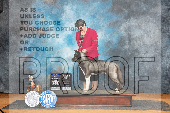 Siberian Husky #7 Sun BOW Judge Karen Hynek__JP_8658_MARSHALL_2024_HR3