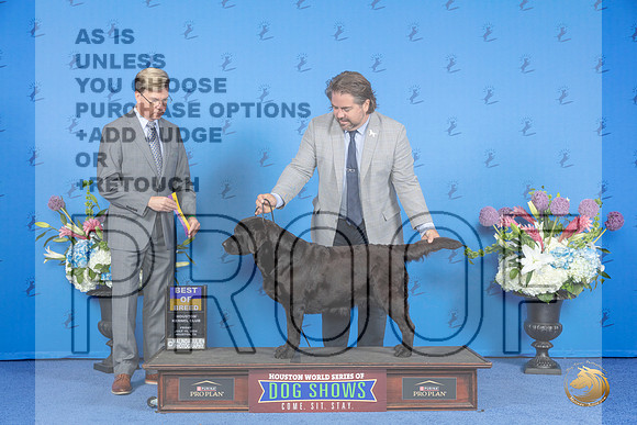 Labrador Retriever #36 FRI BOB Judge Douglas Johnson__JP_8872_Houston_2024_HR3